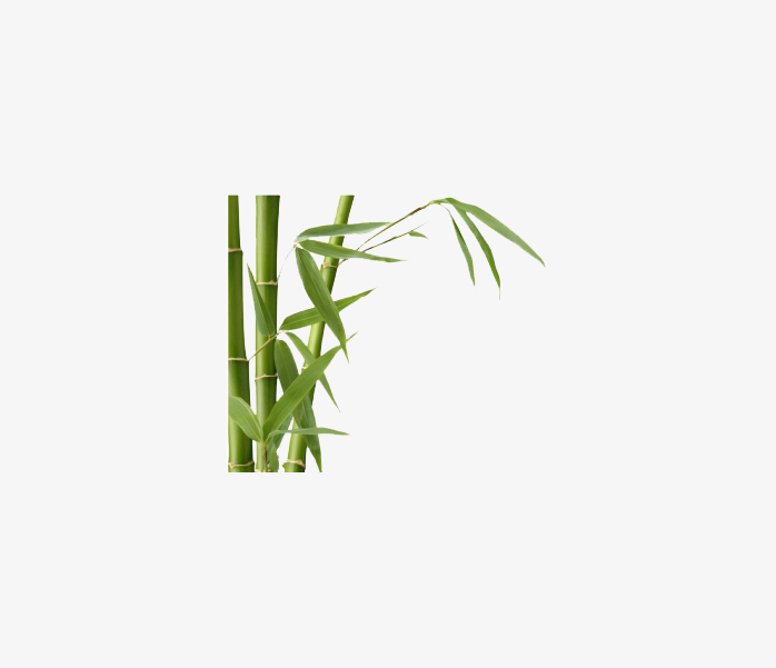 竹子