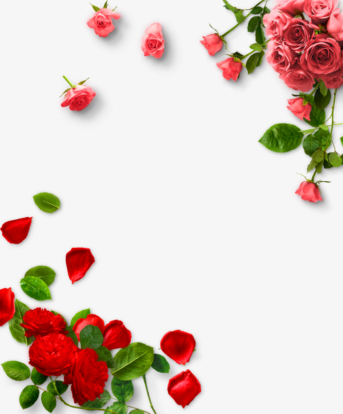 玫瑰花情人节