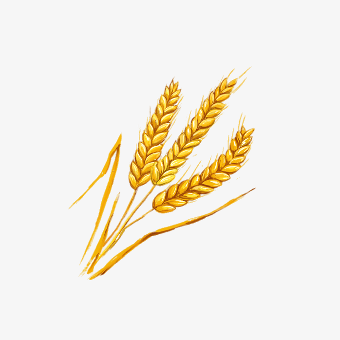 手绘麦子