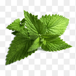 薄荷