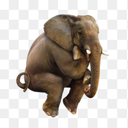 大象坐着
