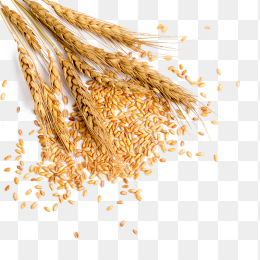 麦穗