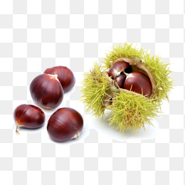 毛栗子