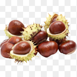 板栗