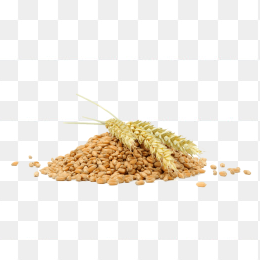 一堆小麦粮食