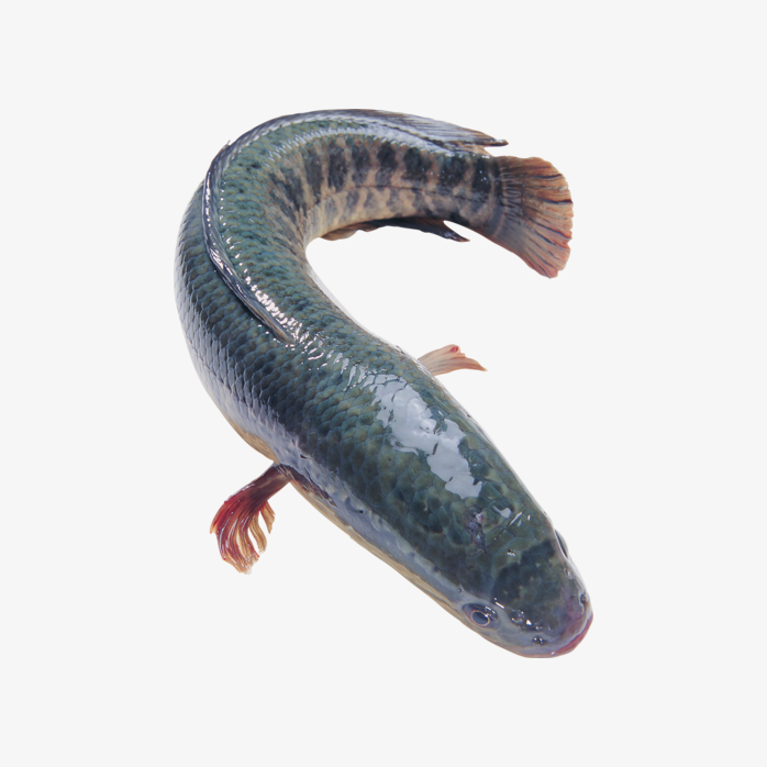 大黑鱼