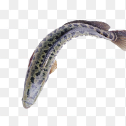黑鱼
