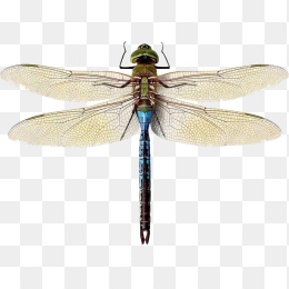 蜻蜓