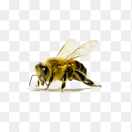 蜜蜂