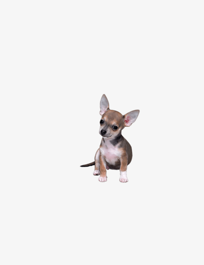 柯基犬