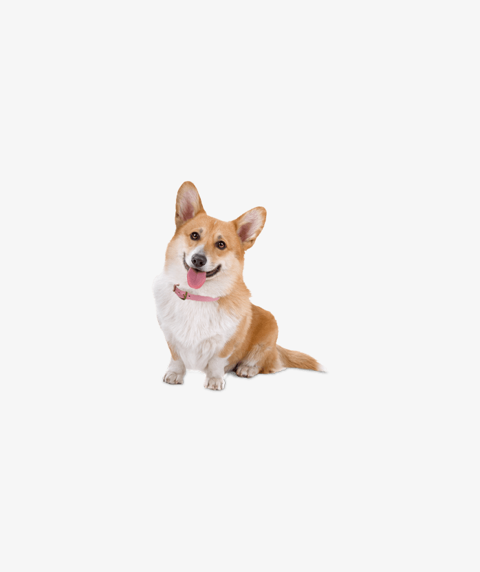 柯基犬