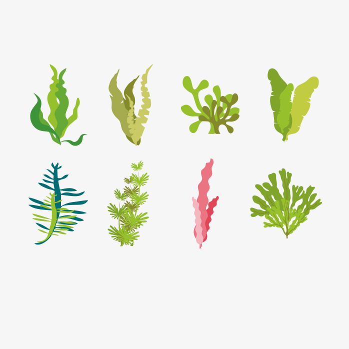 手绘海藻