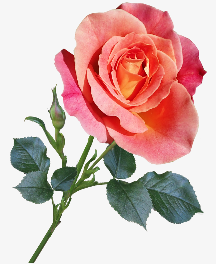 玫瑰花免扣素材