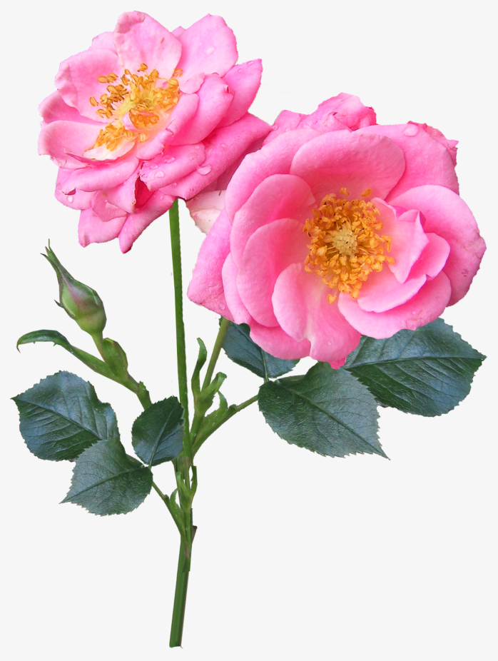 粉色蔷薇花