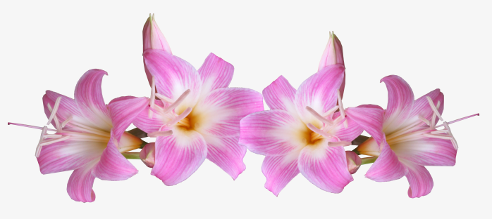 百合花