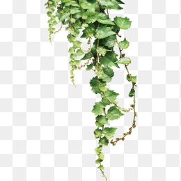 绿色植物
