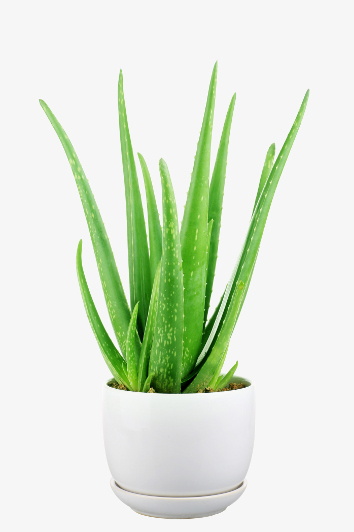 芦荟