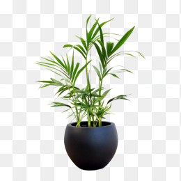 植物