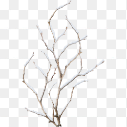 雪树枝