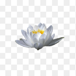 睡莲