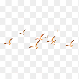 鸟