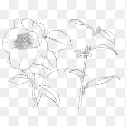 花5