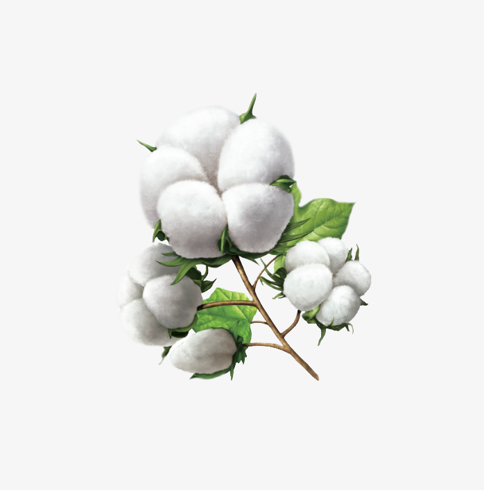 白色棉花绿叶一团团棉花