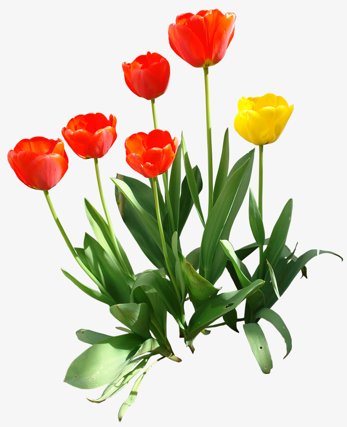 鲜花抽象鲜花图片
