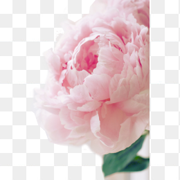 粉色康乃馨