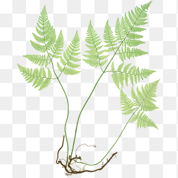 植物