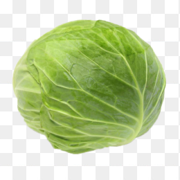 包菜