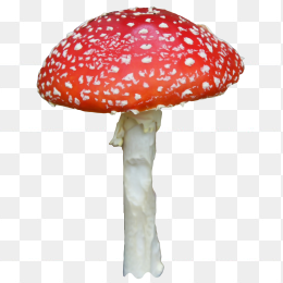 毒蘑菇