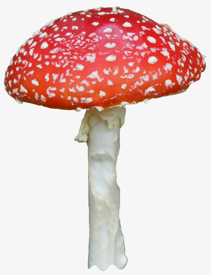 毒蘑菇