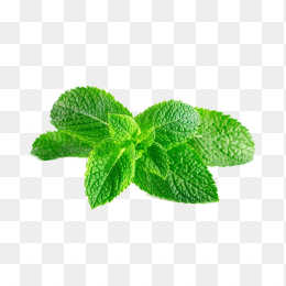 薄荷