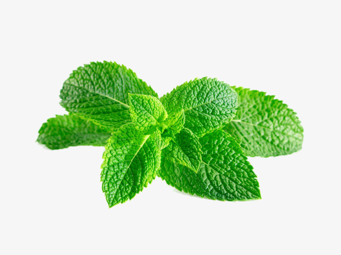 薄荷