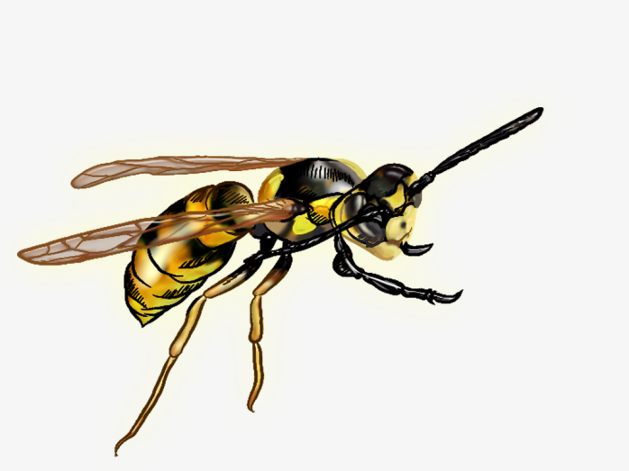 黄蜂