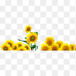 向日葵