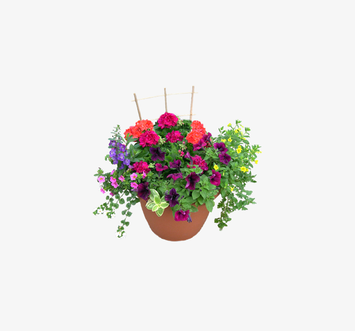 吊篮盆景花