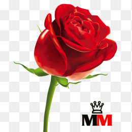 玫瑰花