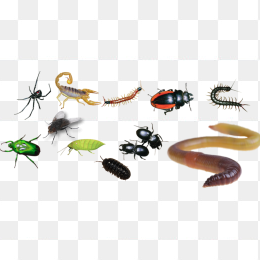 昆虫