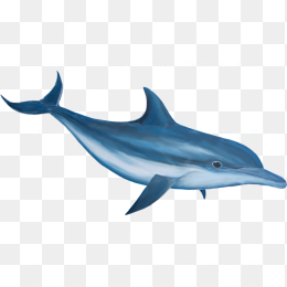 海豚