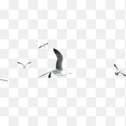 一群海鸥