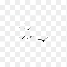 矢量海鸥