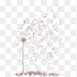 飘浮花瓣