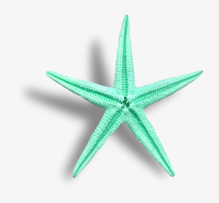 海星