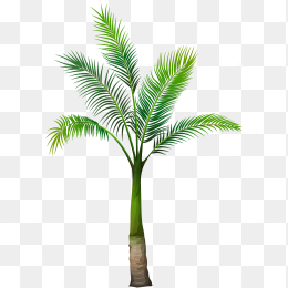 椰子树
