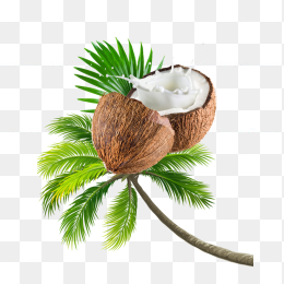 椰子树