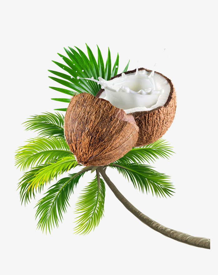椰子树