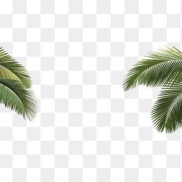 椰子树叶
