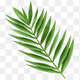 椰子树叶子